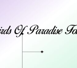 Birds of Paradise Font Free Download