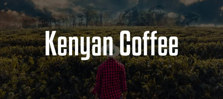 Kenyan Coffee Font Free Download